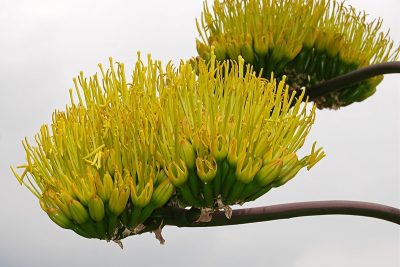 Agave americana