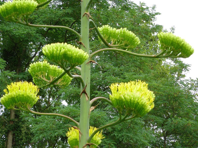 L'Agave americana