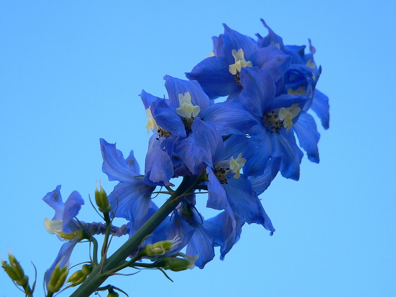 Delphinium