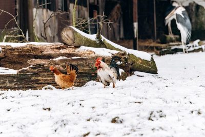 Gel hivernal : Eau des poule