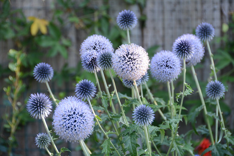 Echinops