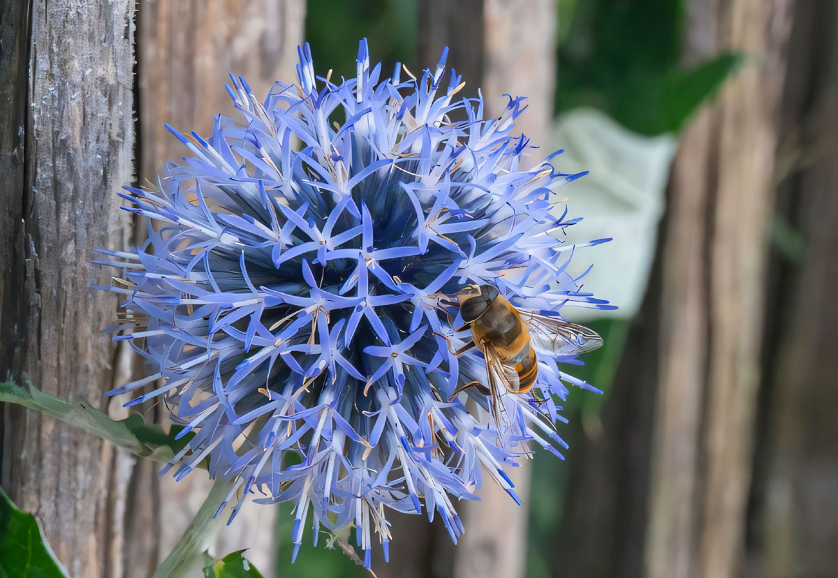 L'échinops attirent des pollinisateurs
