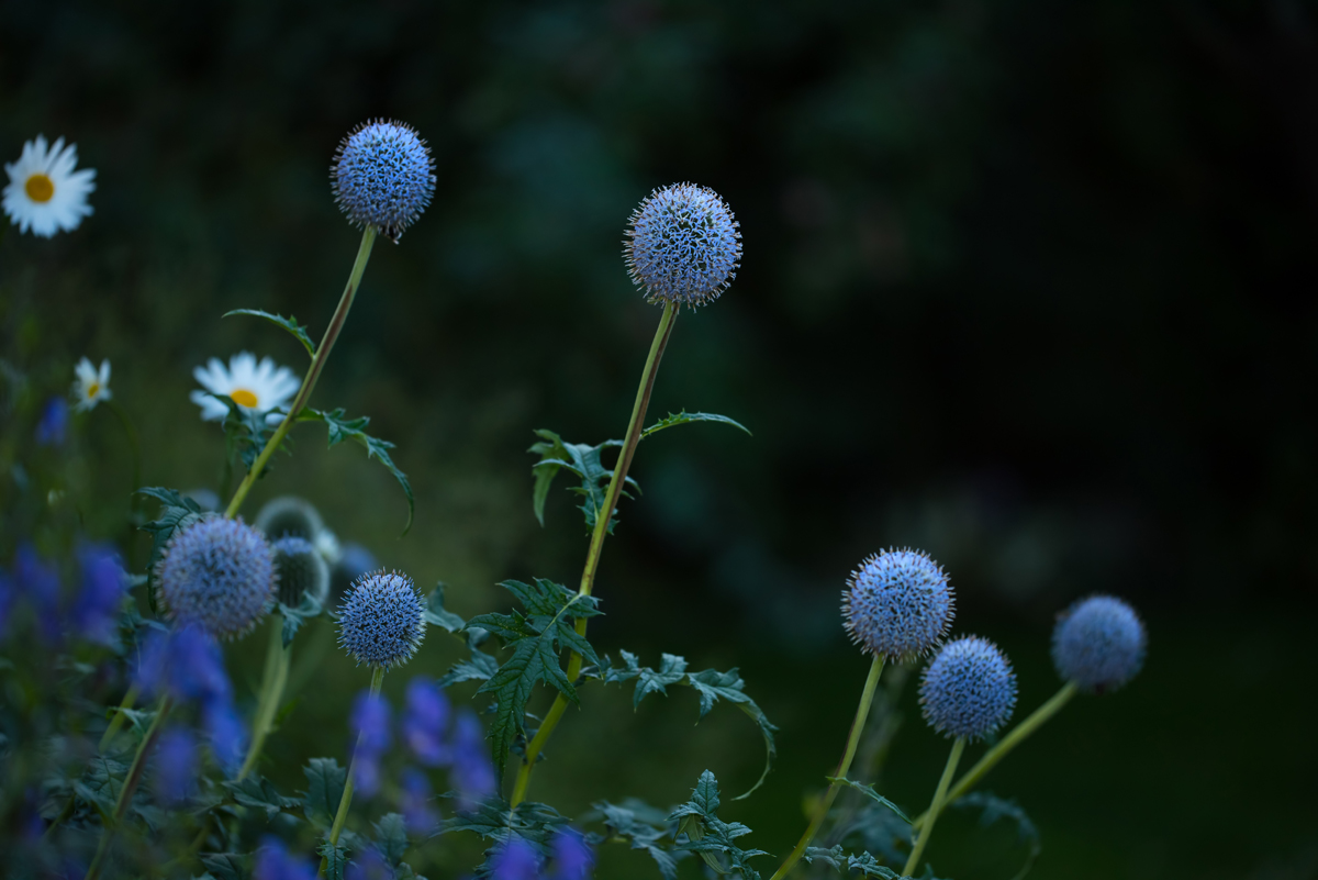 échinops en massif