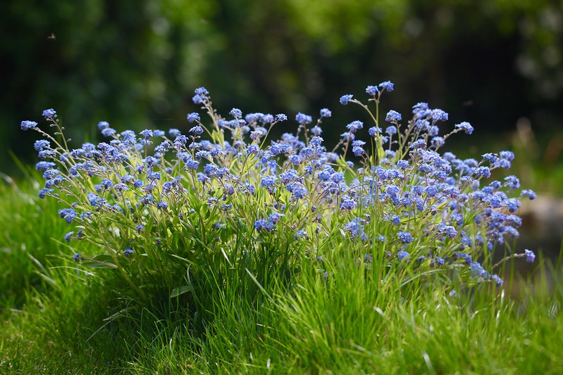myosotis