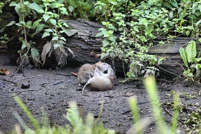 Rats dans le jardin