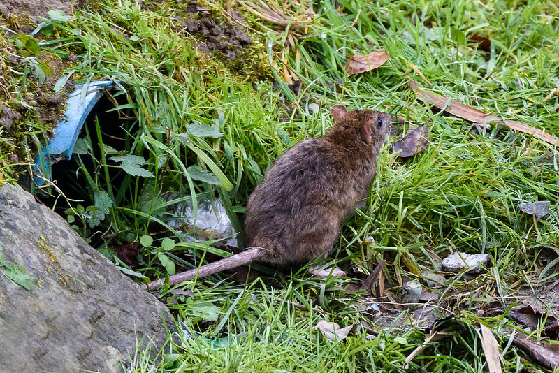 Rats
