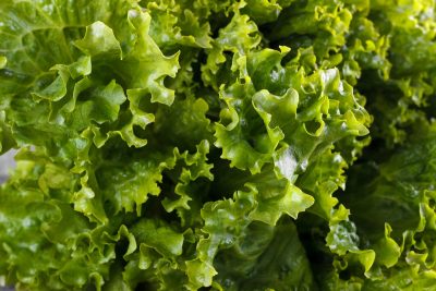 Salade