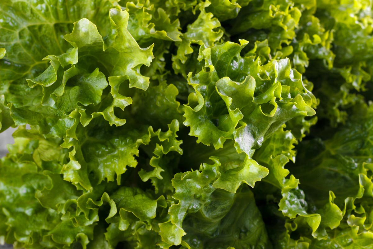 Salade