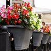 Fleurs colorées et parfumées pour le balcon