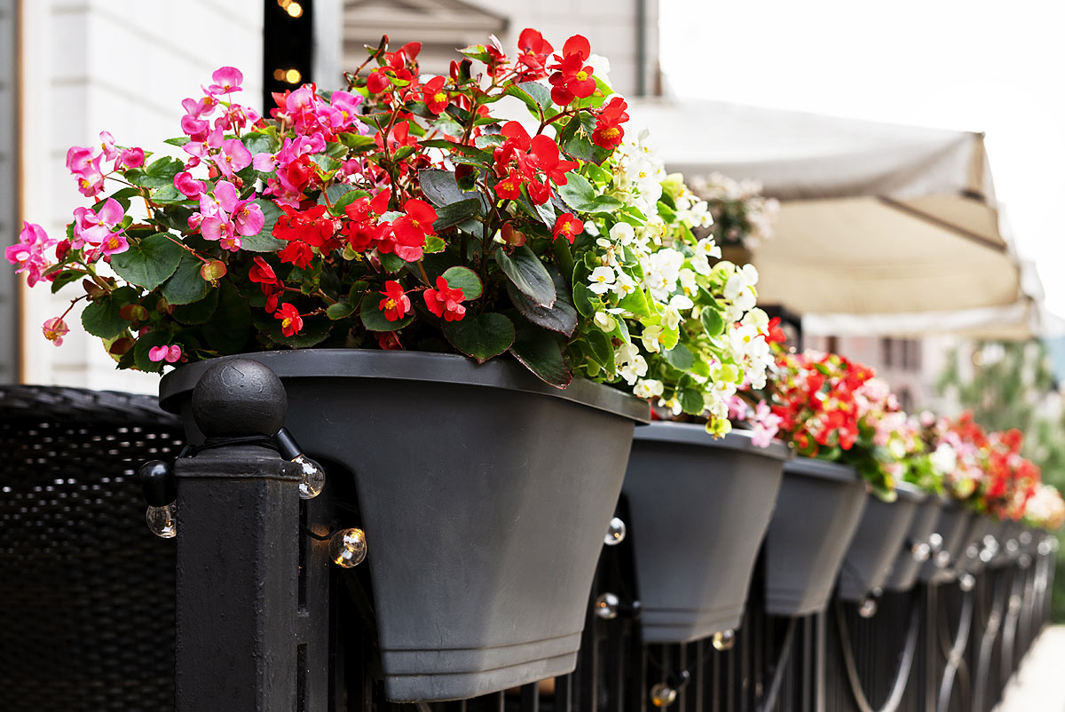 Fleurs colorées et parfumées pour le balcon