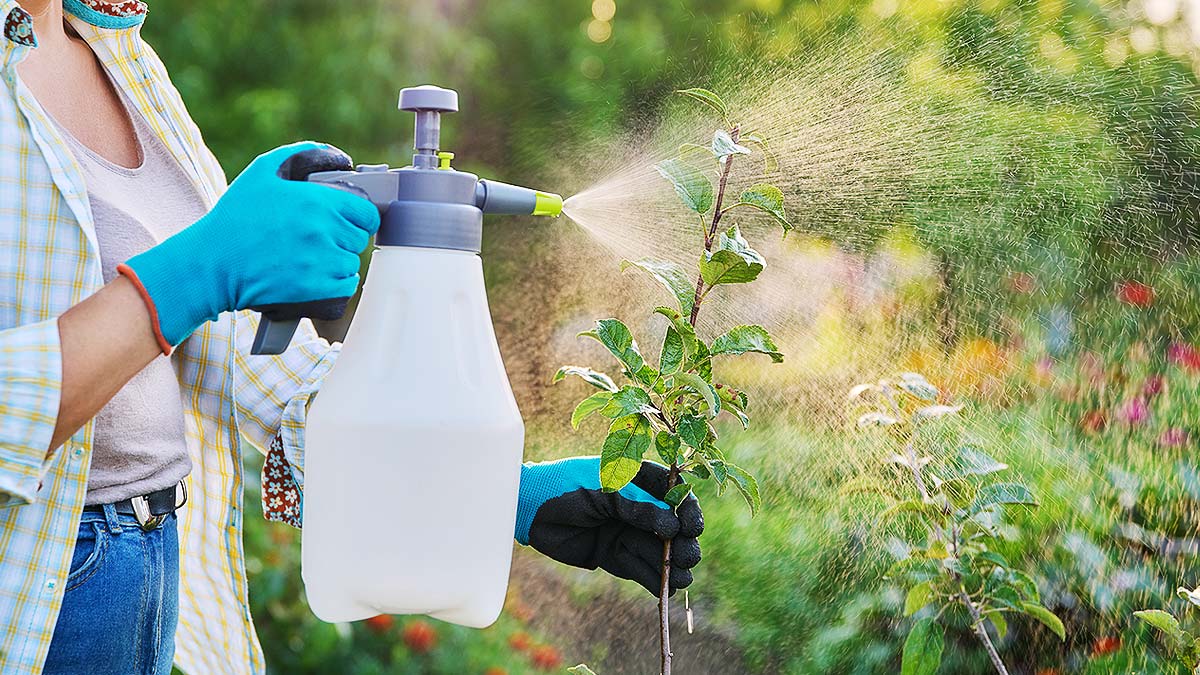 Utilisation d'un insecticide naturel dans le jardin