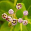 Euonymus alatus
