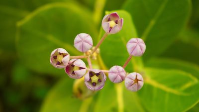 Euonymus alatus