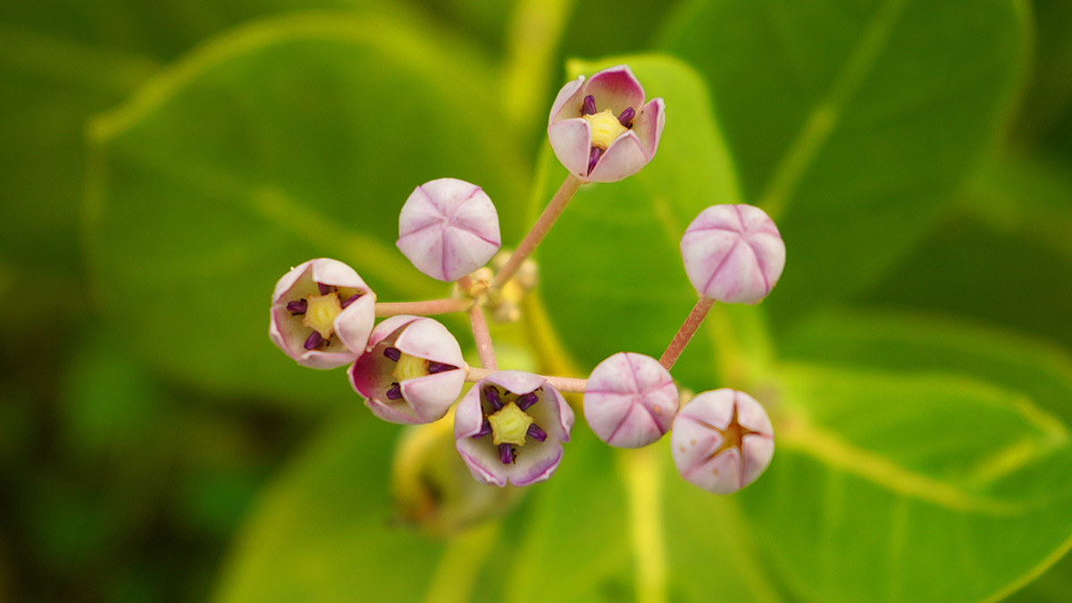 Euonymus alatus