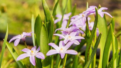 Ipheion uniflorum