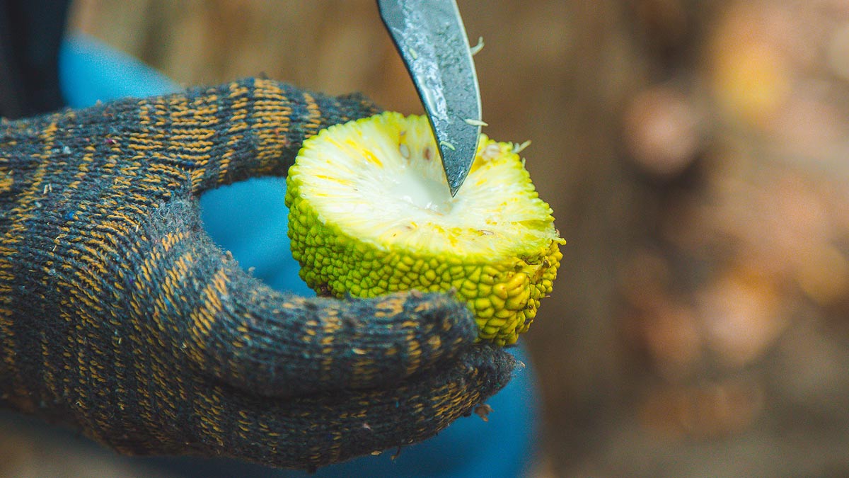 L'Oranger des Osages ou Maclura pomifera