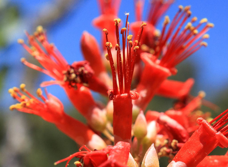 L'ocotillo, aussi surnommé le cactus grimpant