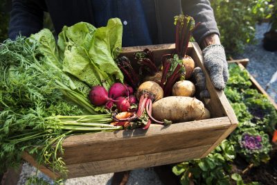 Abondance légumes