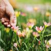 amende pour une cueillette de fleurs
