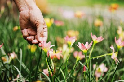 amende pour une cueillette de fleurs