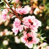 Le Manuka