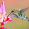 Attirez les colibris avec cet arbuste à fleurs