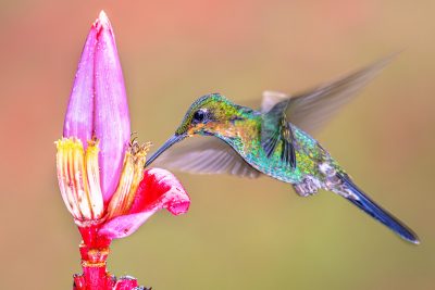 Attirez les colibris avec cet arbuste à fleurs