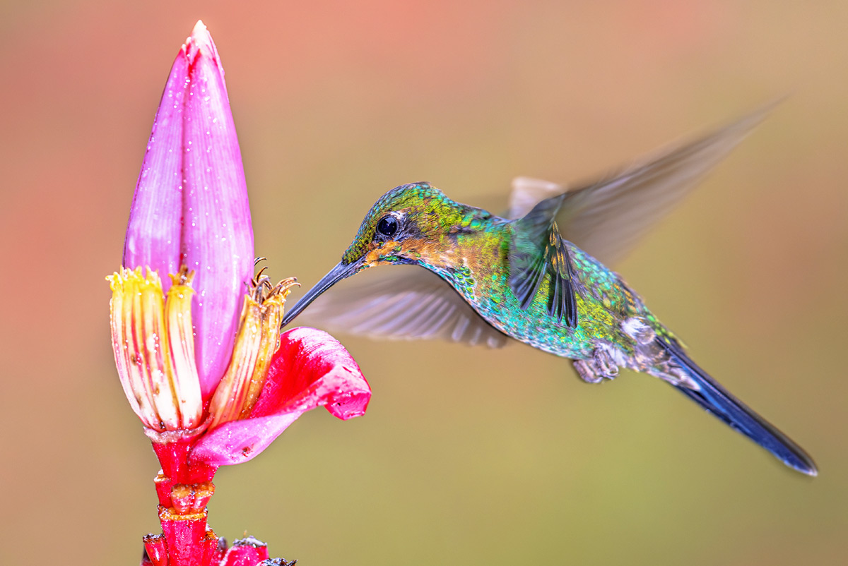 Attirez les colibris avec cet arbuste à fleurs