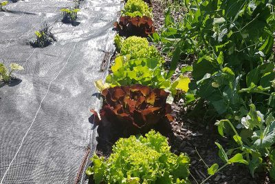 bâche pour empêcher les mauvaises herbes de pousser