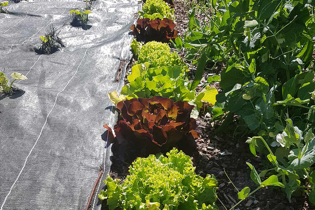 bâche pour empêcher les mauvaises herbes de pousser