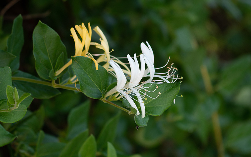 chèvrefeuille dans le jardin