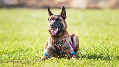 Chien aboie depuis le jardin