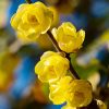 le Chimonanthe odorant