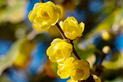 le Chimonanthe odorant