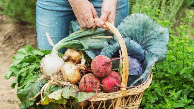 Légume riche en nutriments