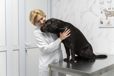 Comportementaliste chien