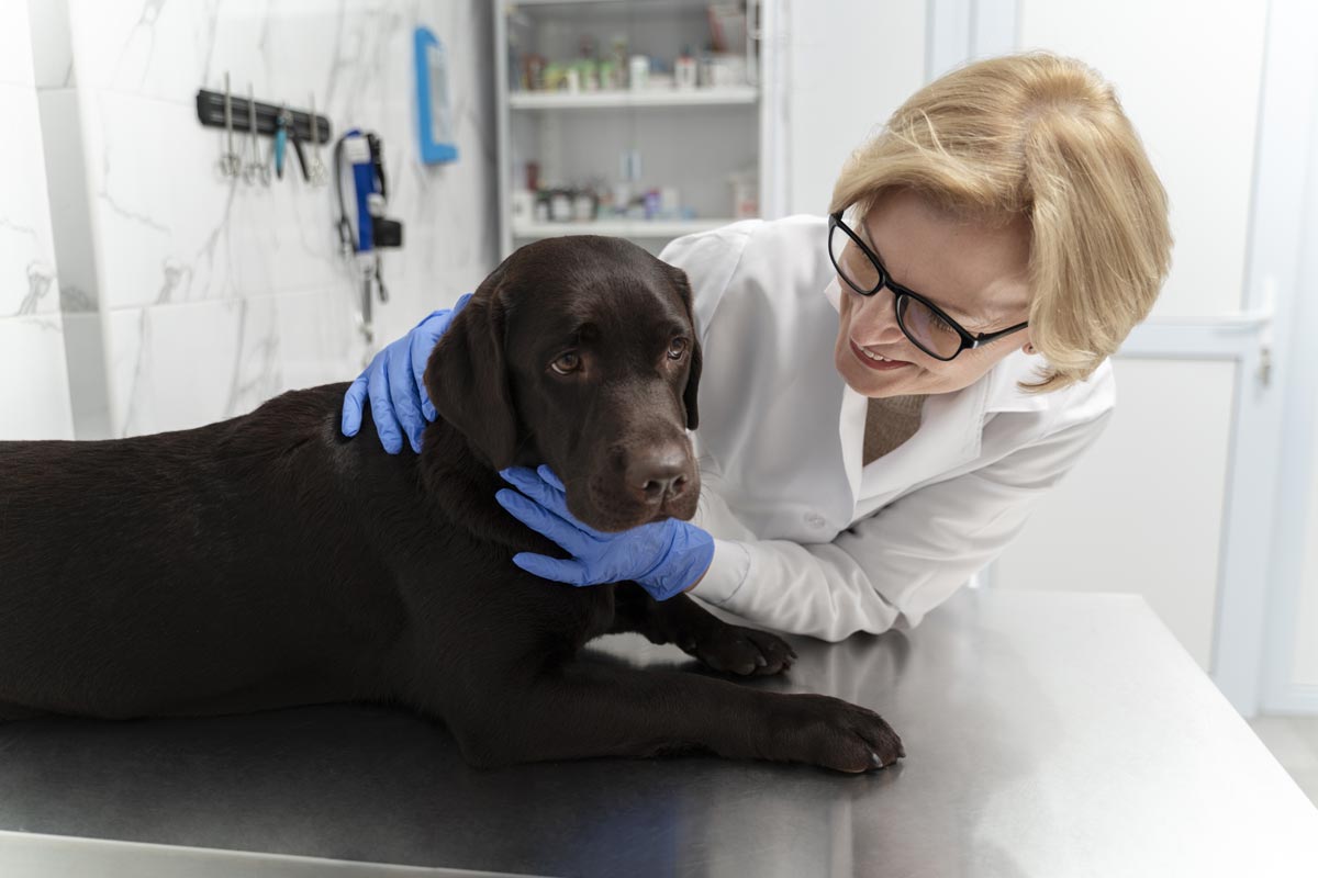 Comportementaliste chien