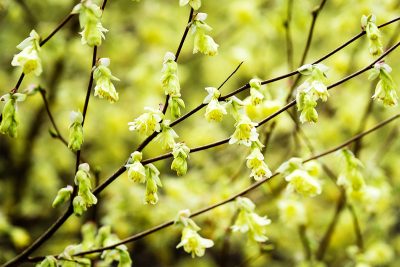 Corylopsis pauciflora