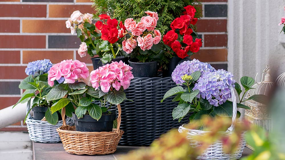 hortensias devant la porte d'entrée