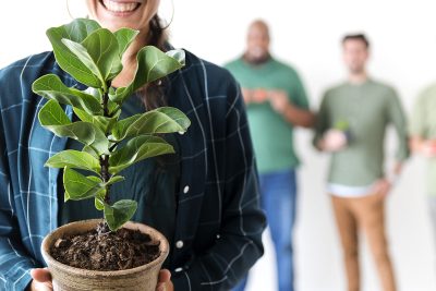 Feng Shui et jardinage : ces plantes à éviter