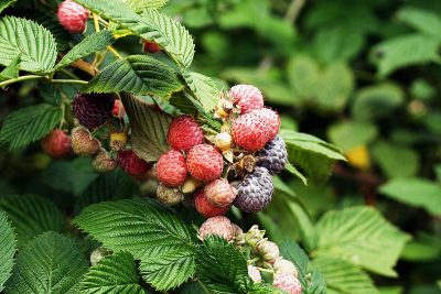 Augmenter la récolte de framboises chaque année