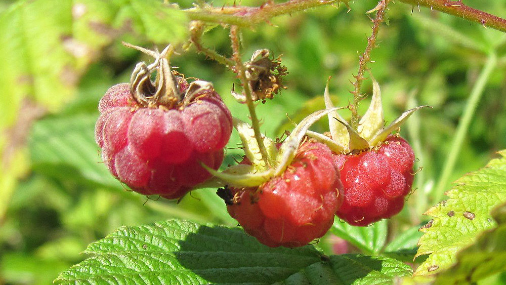 Des framboises.