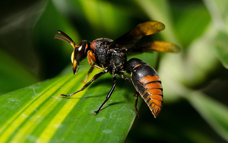 Frelon asiatique, une menace écologique