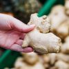 faire pousser et récolter le gingembre