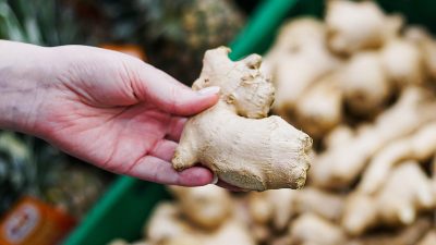faire pousser et récolter le gingembre