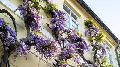 glycine
