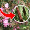 Les haricots du laurier rose