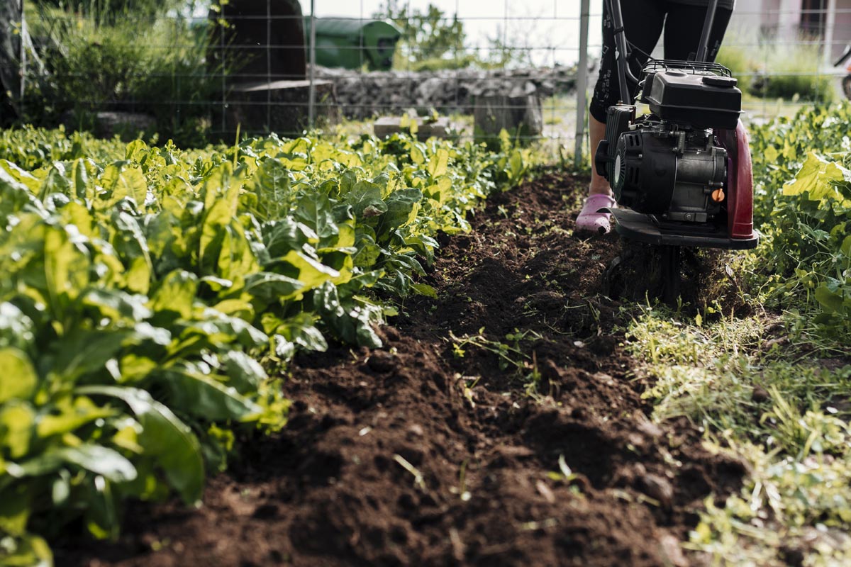Jardin potager
