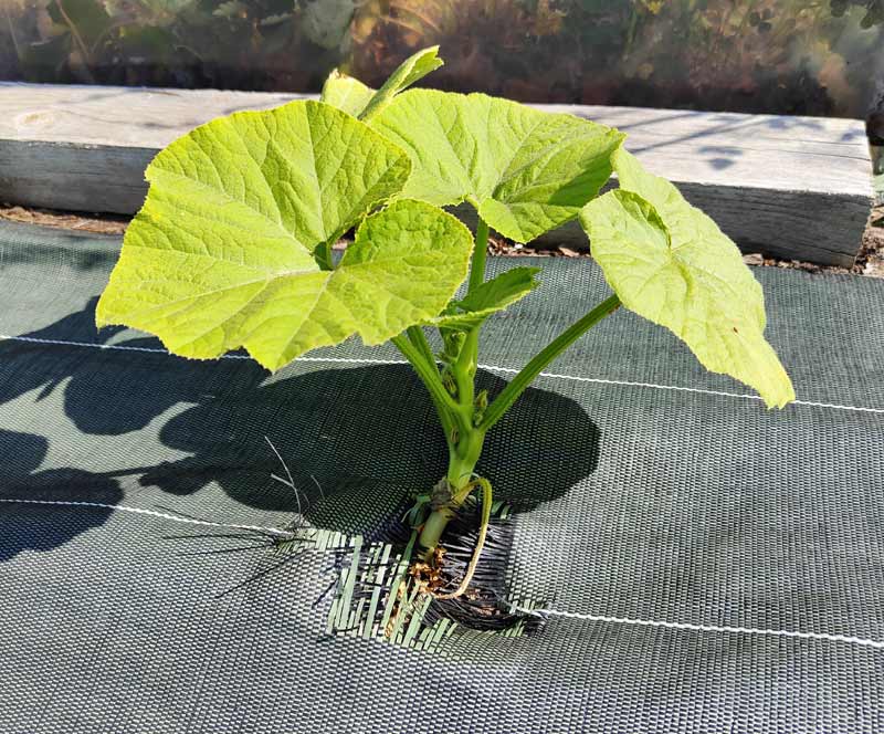 Jeune pousse protégée par une bâche de jardin