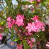 Laurier rose, entretien au printemps